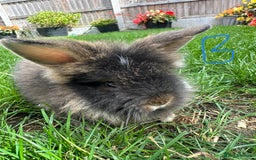 Lionhead rabbits for sale: Lionhead rabbits for sale  - Image 8
