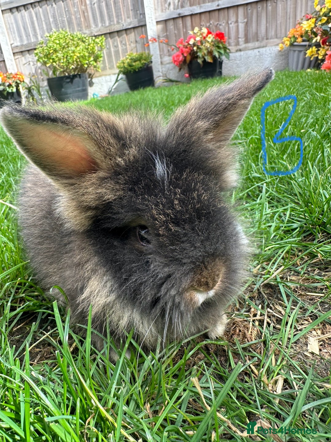 Lionhead rabbits for sale: Lionhead rabbits for sale  - Image 8