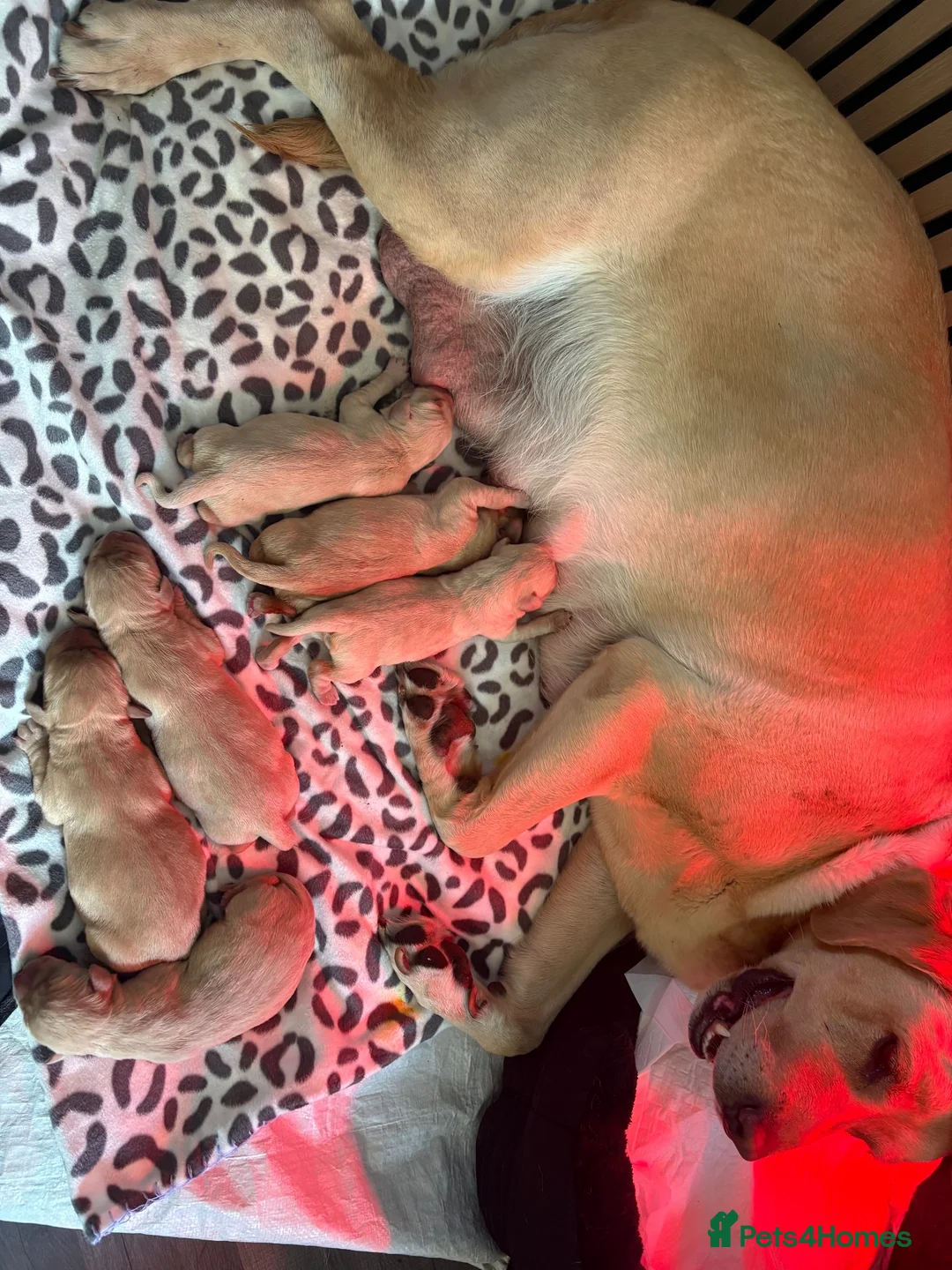 Labrador Retriever dogs for sale: 6 Gorgeous KC Labrador Pups  - Advert 9