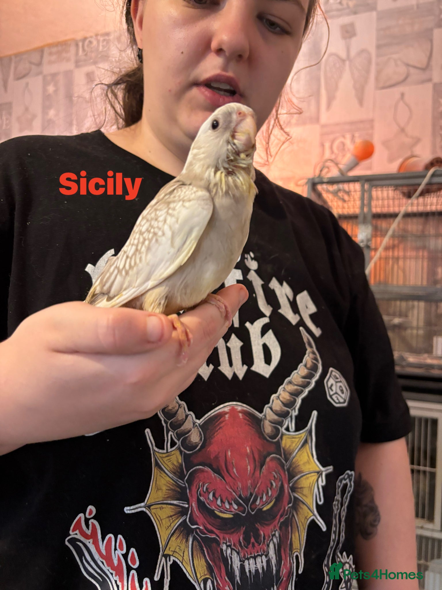 Cockatiels birds Hand reared baby cockatiels - Advert 1