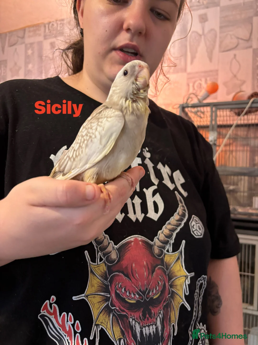 Cockatiels birds for sale: Hand reared baby cockatiels - Advert 1