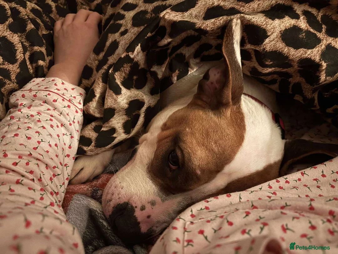 Staffordshire Bull Terrier dogs for adoption: Leia - Norwich Norfolk  - Advert 9