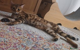 Bengal cats for sale: 3 Beautiful Bengal Kittens for sale - Image 2