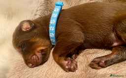 Dobermann dogs for sale: KC REGISTERED HEALTH TESTED DOBERMAN PUPS - Image 36