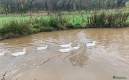 Ducks poultry for sale: Pekin Ducks, Pekin/Runner Ducks and Pekin Bantams - Advert 3