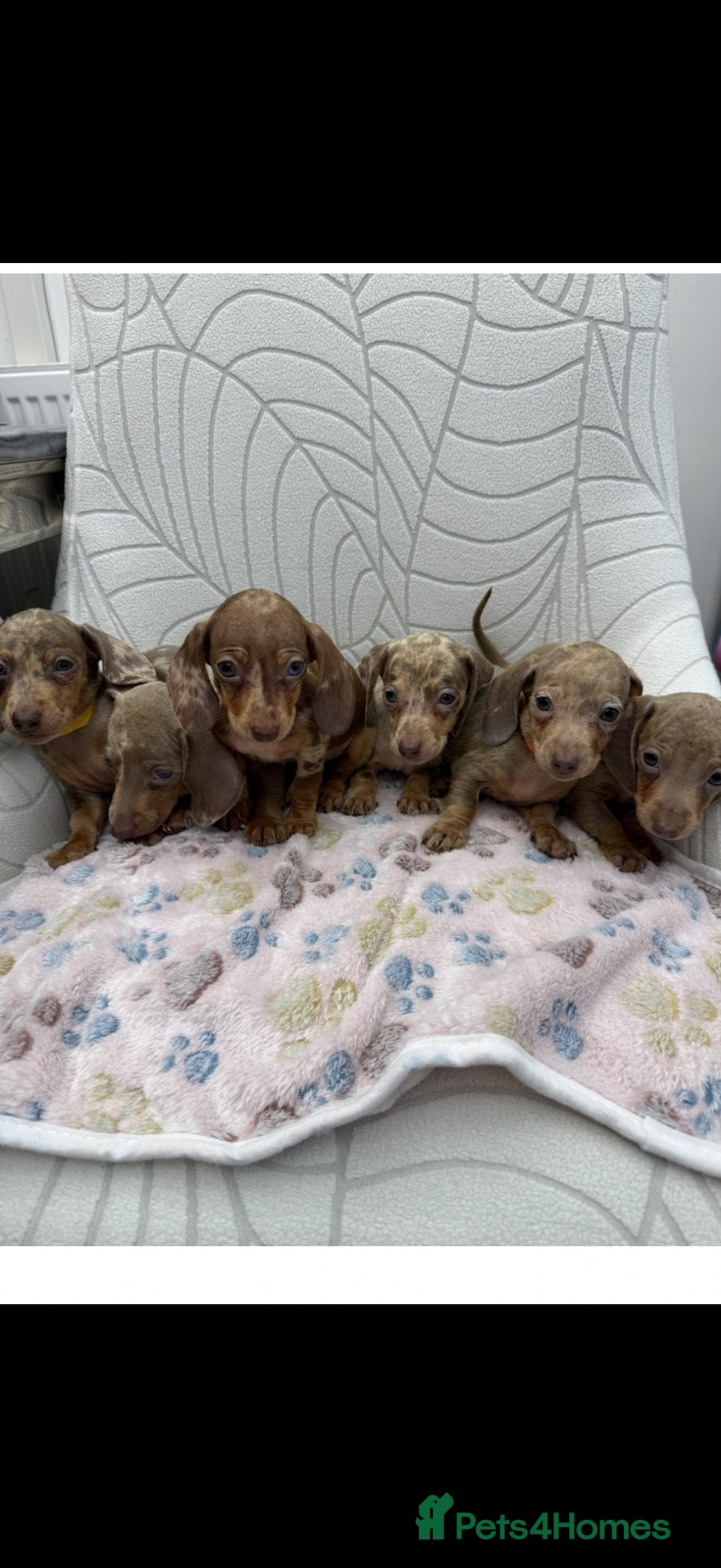 Miniature Dachshund dogs Miniature Dachshund - Advert 5