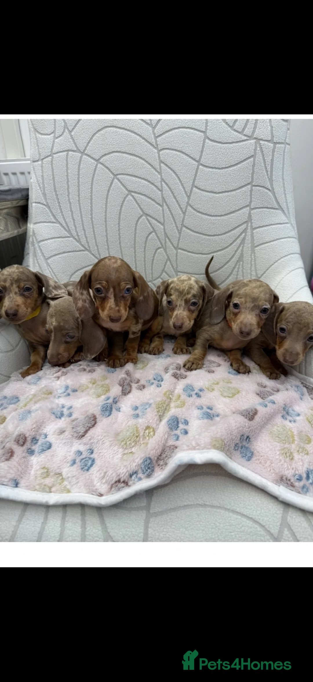 Miniature Dachshund dogs for sale: Miniature Dachshund - Advert 1