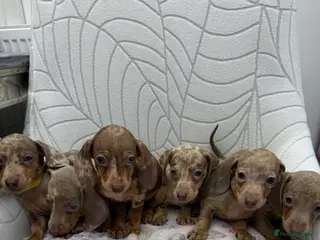 Miniature Dachshund dogs Miniature Dachshund - Advert 5