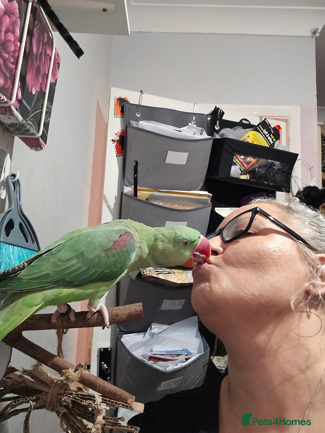 Parrots birds for sale: Beautiful Alexandrine Parrot for sale  - Image 2