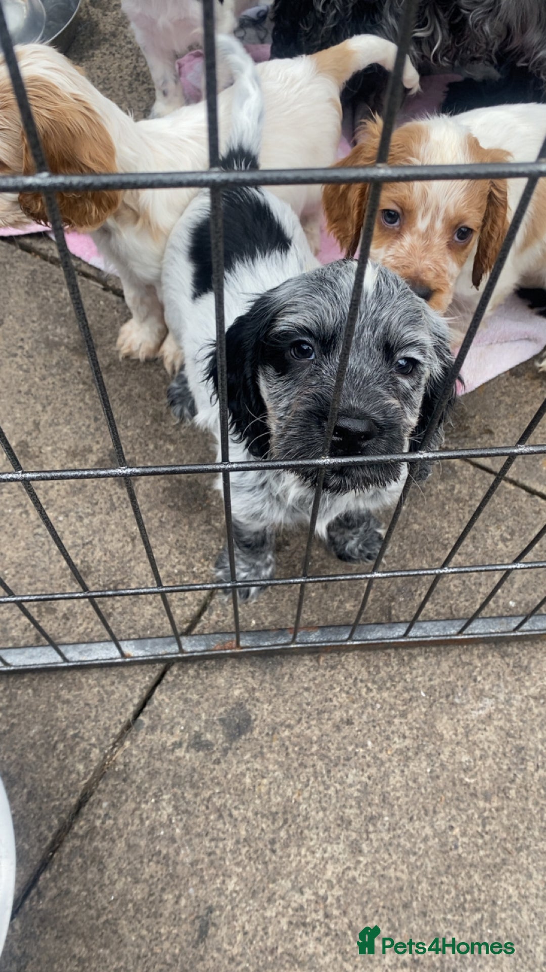 Cocker Spaniel dogs for sale: Cocker Spaniel Pups - Image 7