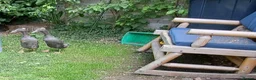 Ducks poultry for sale: 2 female indian runner ducklings for sale in Plymouth - Advert 2