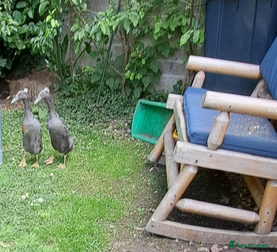 Ducks poultry for sale: 2 female indian runner ducklings for sale in Plymouth - Advert 2