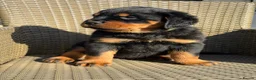Rottweiler dogs for sale: Kc, dna, hips, elbows, eye tested parents  - Advert 4
