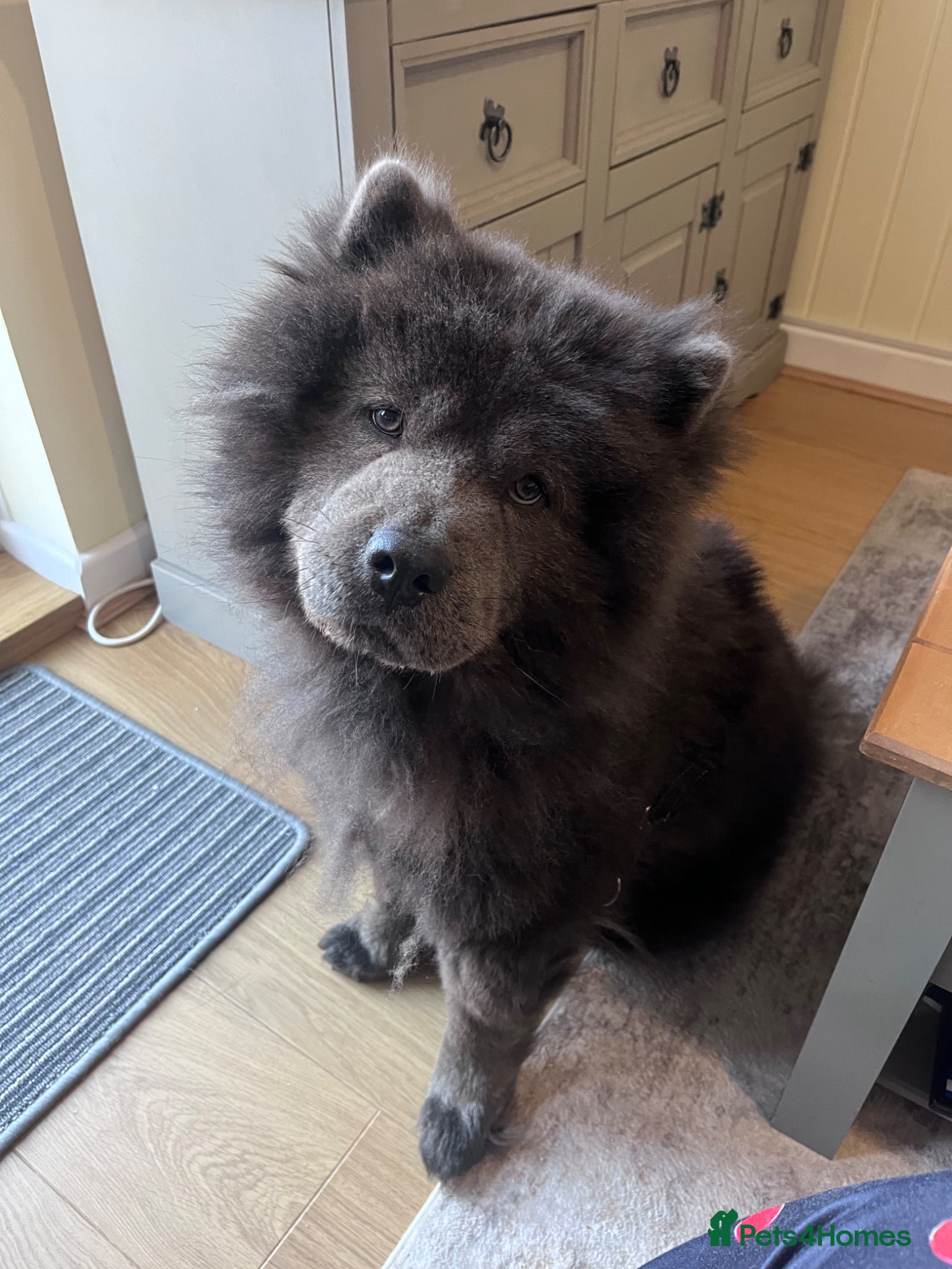 Chow Chow dogs Chow Chow - Advert 6