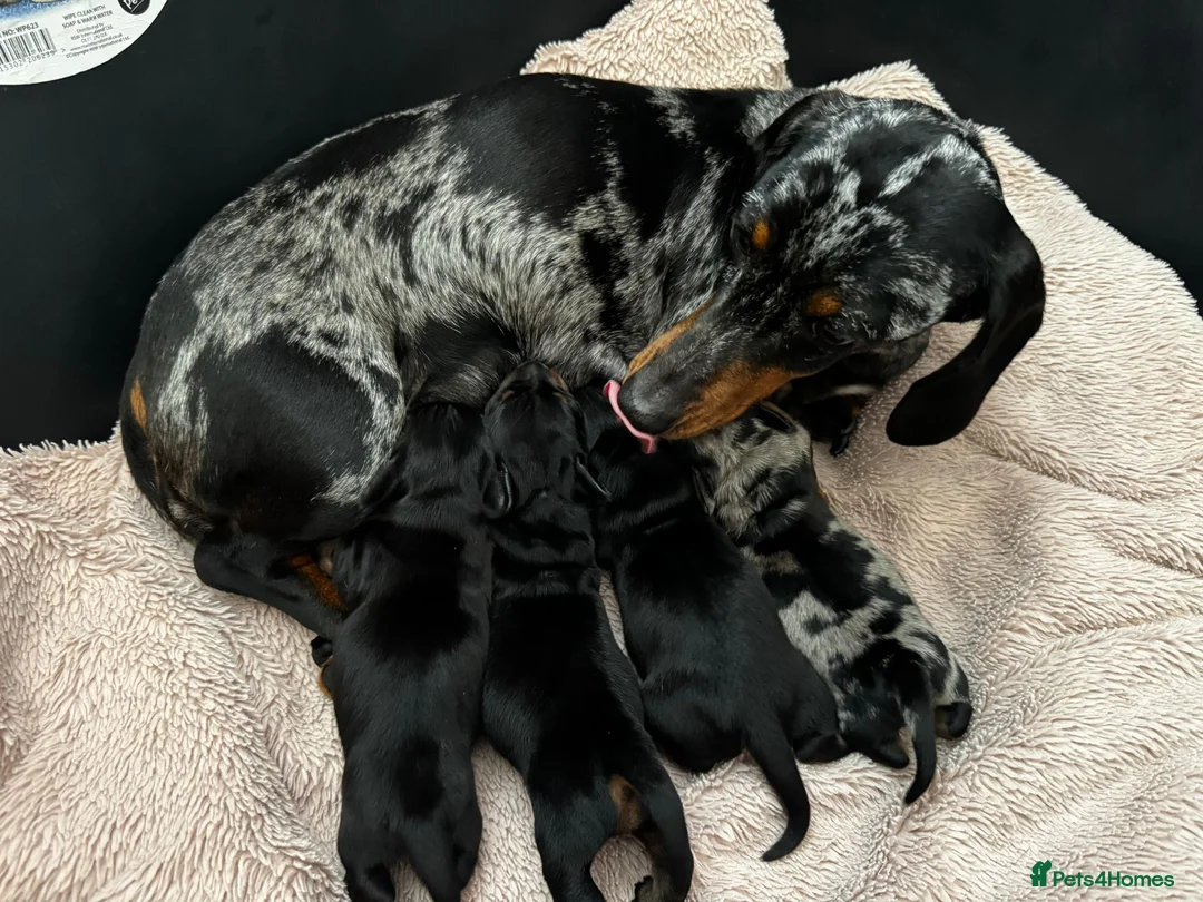 Miniature Dachshund dogs for sale: Miniature dachshund pups  - Advert 1