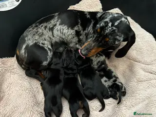 Miniature Dachshund dogs Miniature dachshund pups - Advert 2