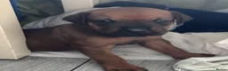 Mixed Breed dogs for sale: Great Rottie (Dane Weiler) Puppies - Advert 13