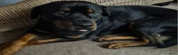 Rottweiler dogs for sale: 11 rottweiler puppies looking for forever homes - Advert 4