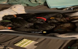 Mixed Breed dogs for sale: 1 CHUNKY BOY LEFT!!!  10 beautiful pups!!  - Image 2