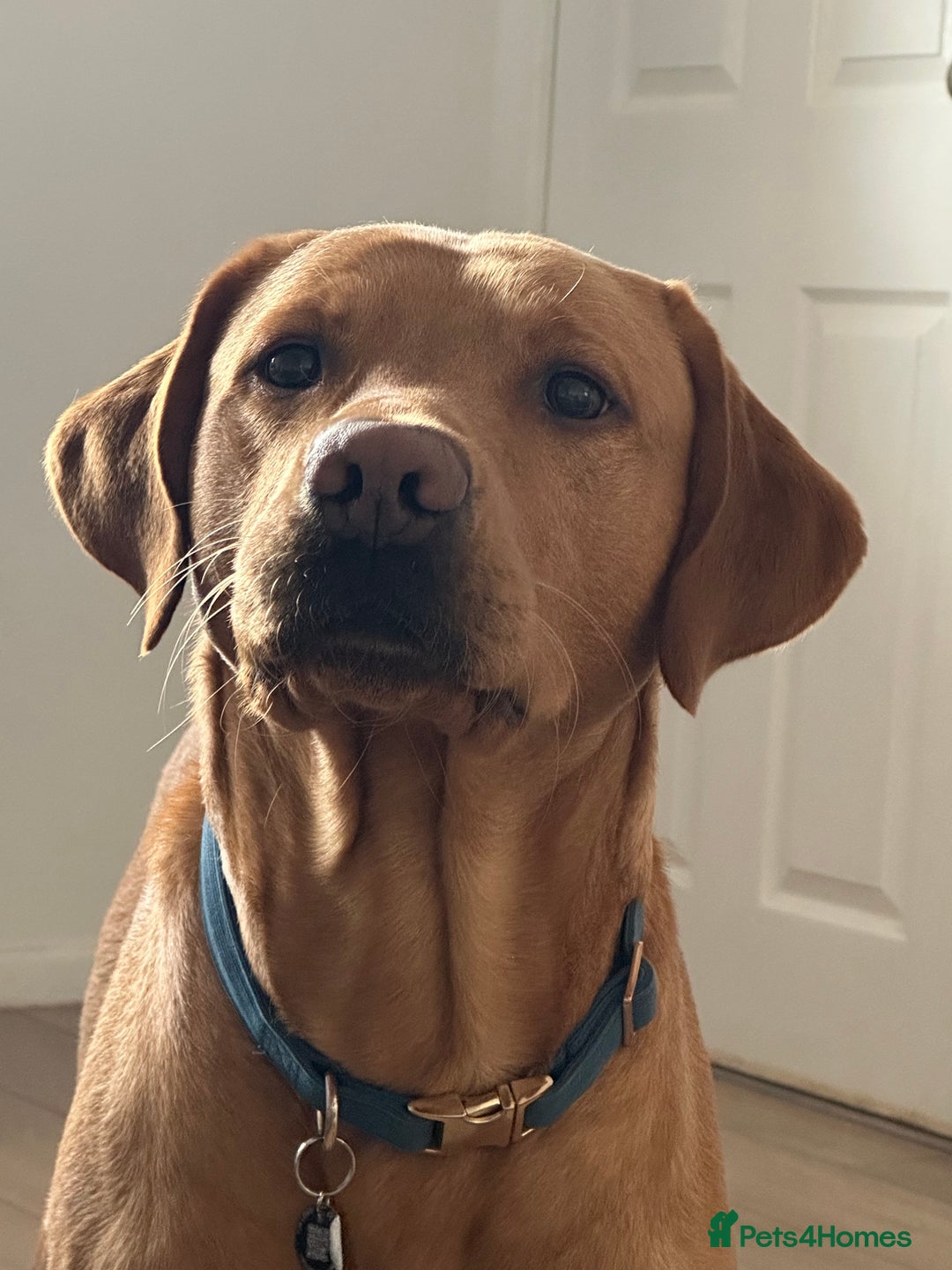 Labrador Retriever dogs for stud: Fox red lab for stud - proven - Advert 6