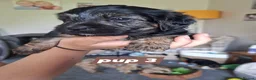 Mixed Breed dogs for sale: Beautiful black, tan and white pups - Advert 7