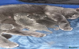 British Shorthair cats for sale: 🏆Champions line🏆BSH Blue kittens  - Image 8
