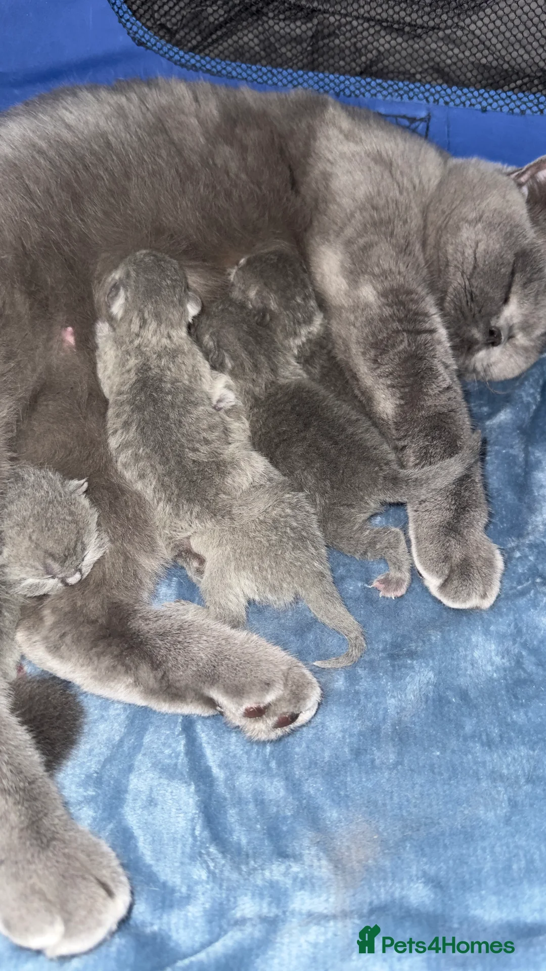 British Shorthair cats for sale: 🏆Champions line🏆BSH Blue kittens  - Advert 1