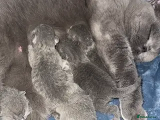 British Shorthair cats 🏆Champions line🏆BSH Blue kittens - Advert 6