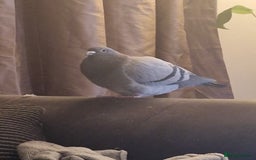 Pigeons birds for sale: Male Pigeon  Perry  - Image 5