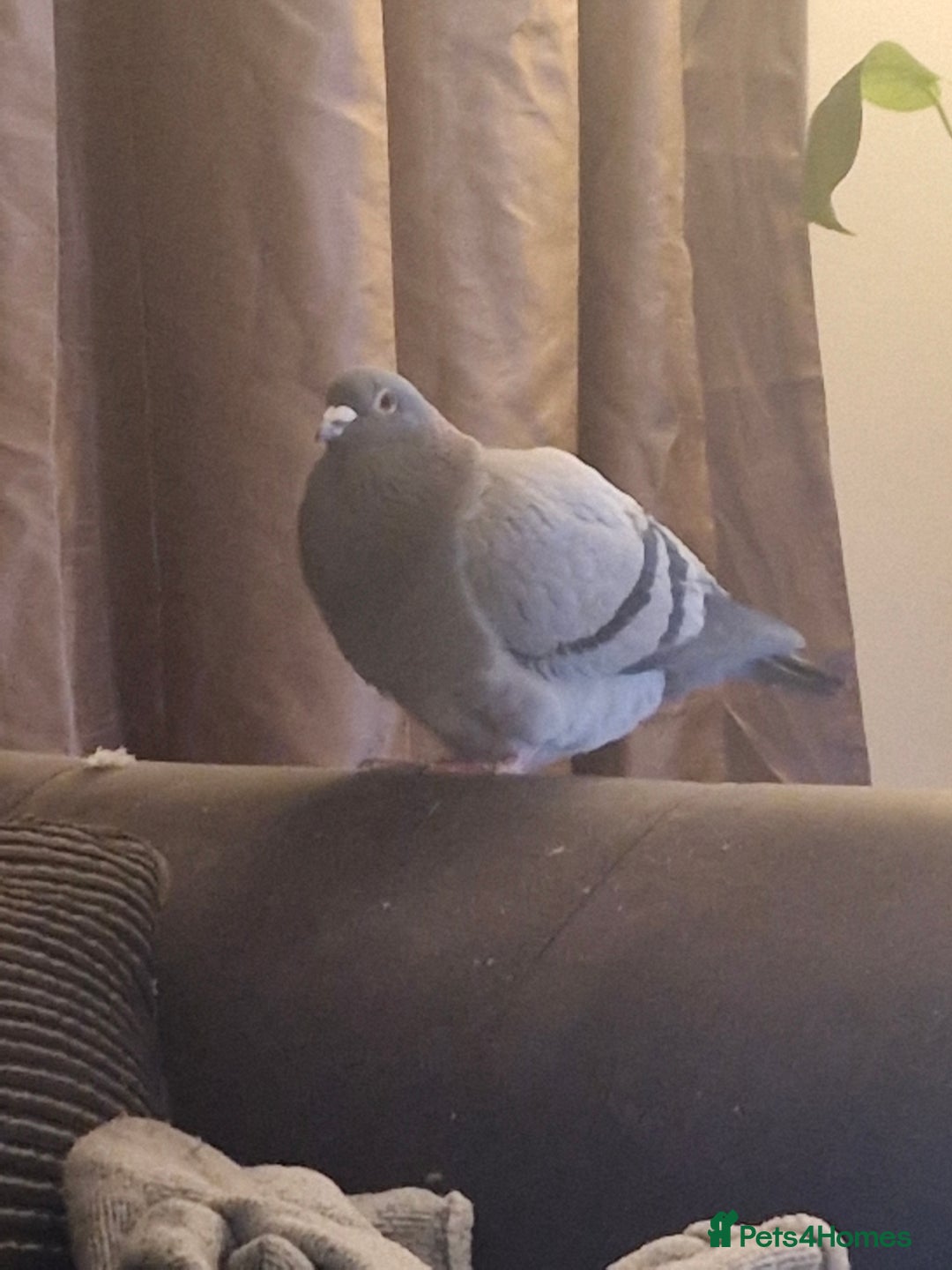 Pigeons birds for sale: Male Pigeon  Perry  - Image 5