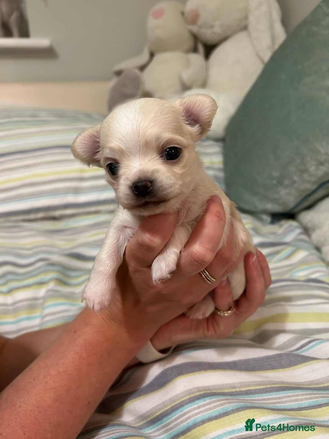 Chihuahua dogs for sale: Cream and white Longcoat KC reg reg boy  - Image 5
