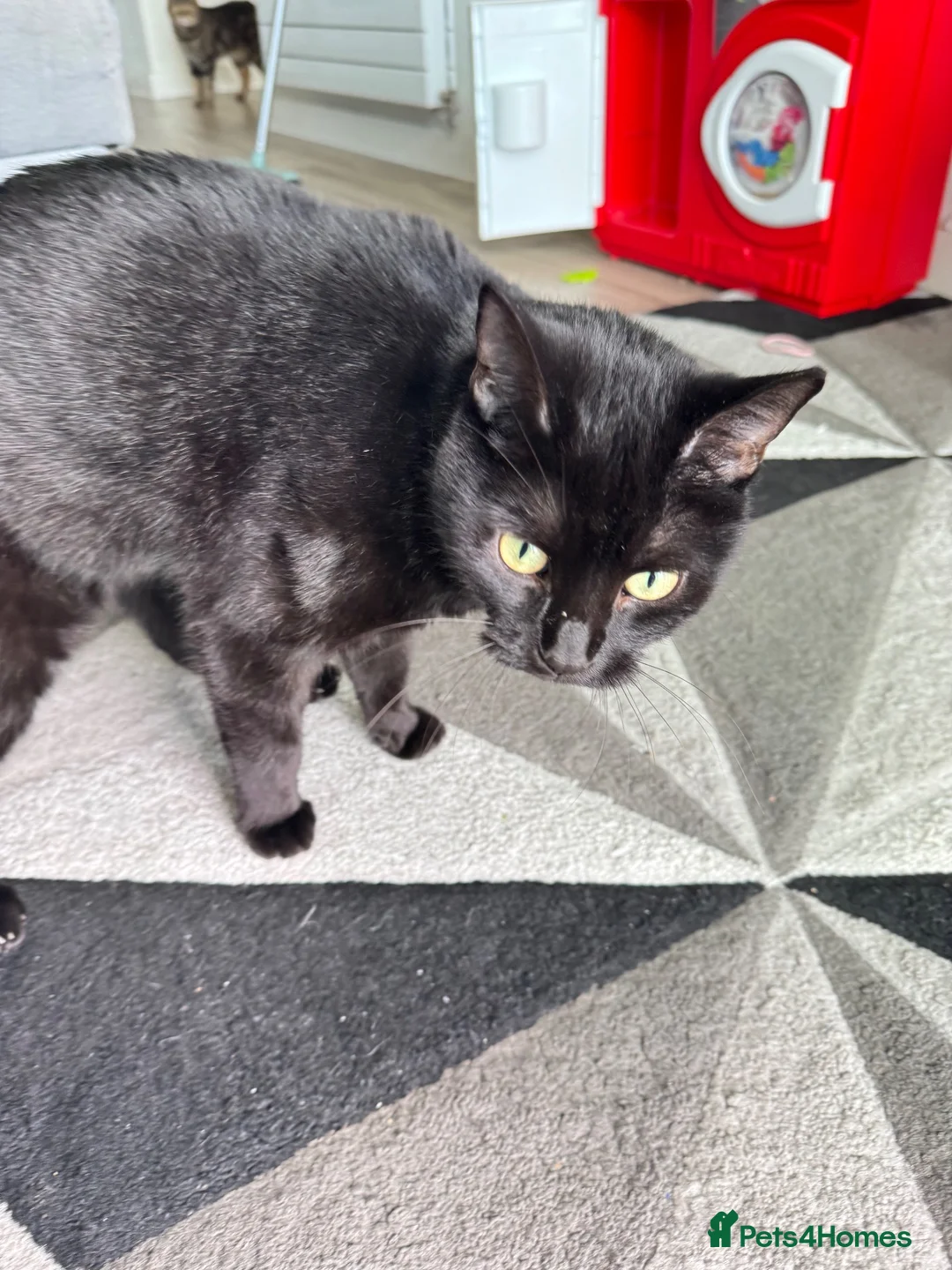British Shorthair cats for sale: 2 Male British Shorthair  in London - Advert 6
