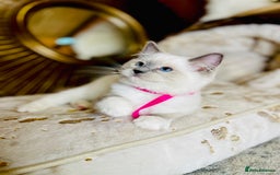 Ragdoll cats for sale: QUALITY GCCF RAGDOLLS KITTENS READY NOW  - Image 35