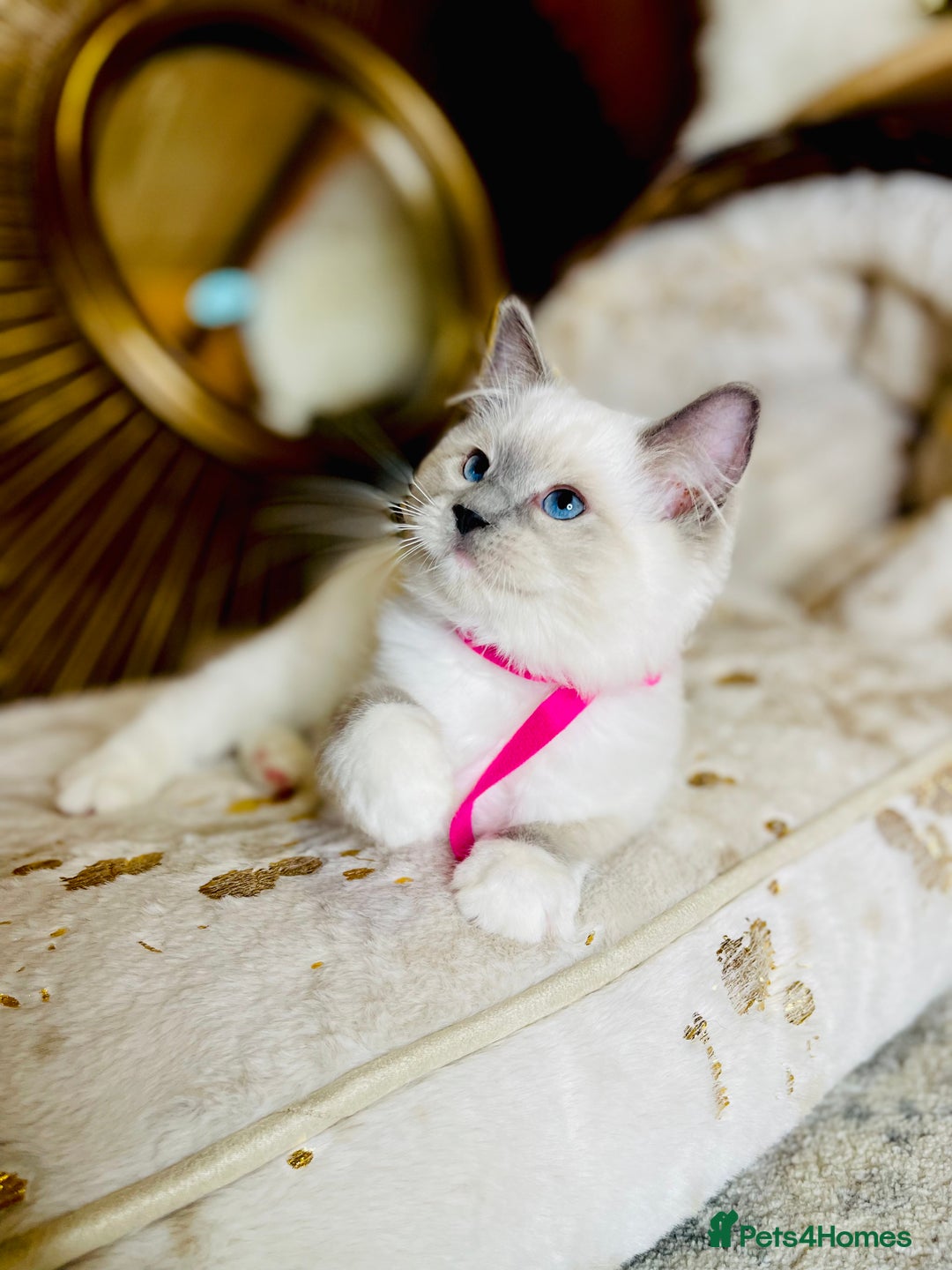 Ragdoll cats for sale: QUALITY GCCF RAGDOLLS KITTENS READY NOW  - Image 35