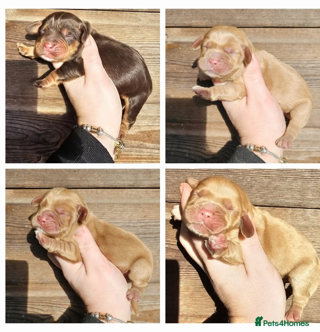 Cocker Spaniel dogs for stud: Health Tested Kc Registered Cocker Spaniel in Maidstone - Advert 7