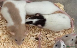Rat rodents for sale: Baby Dumbo Rats FOR SALE - Advert 5