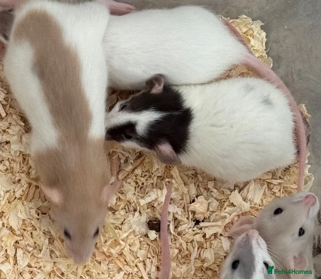 Rat rodents for sale: Baby Dumbo Rats FOR SALE - Advert 5