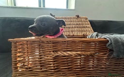 Staffordshire Bull Terrier dogs for sale: Blue and Black Staffordshire Bull Terriers - Image 22