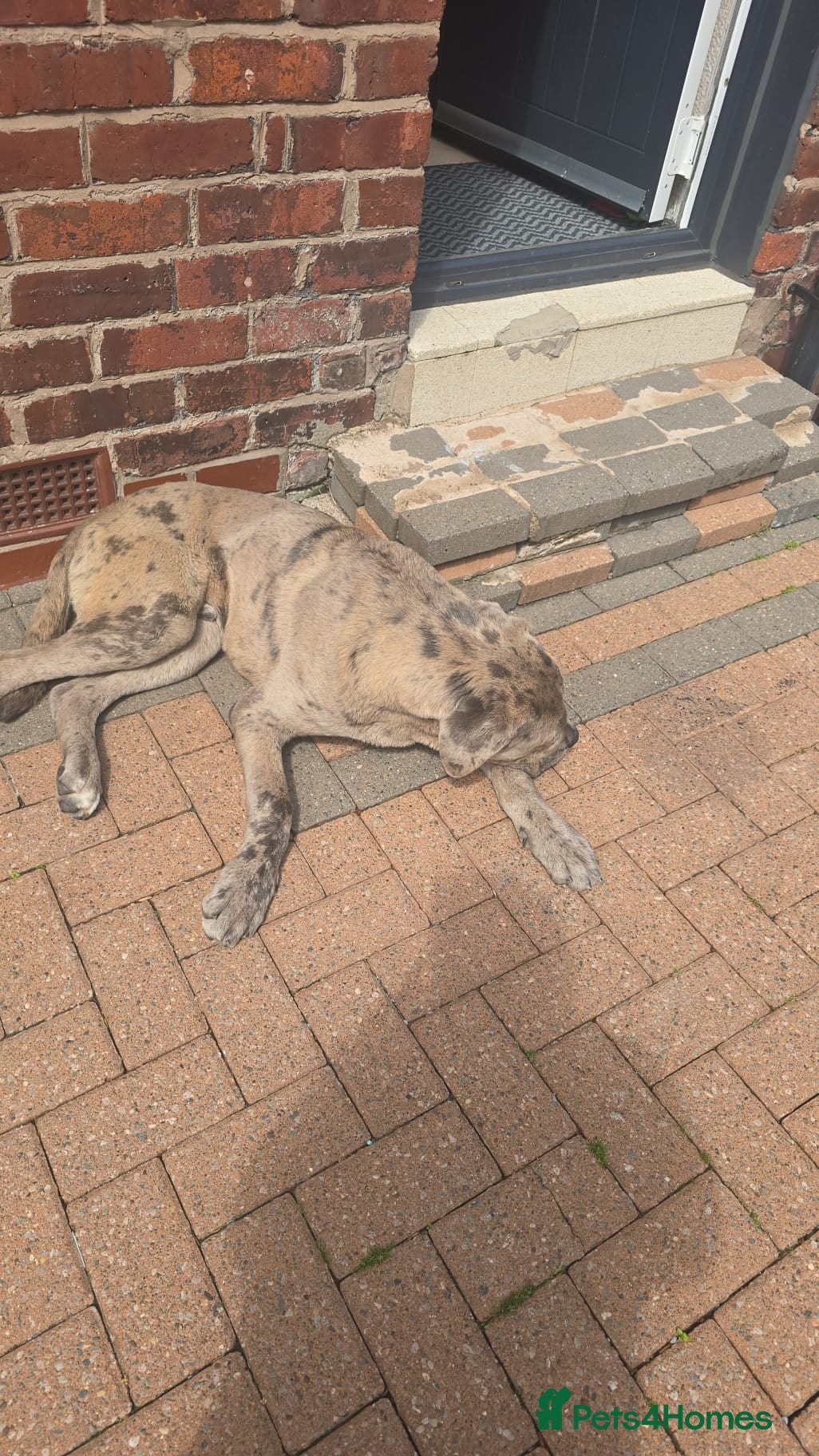 Cane Corso dogs for sale: Beautiful cane corso Male - Advert 5