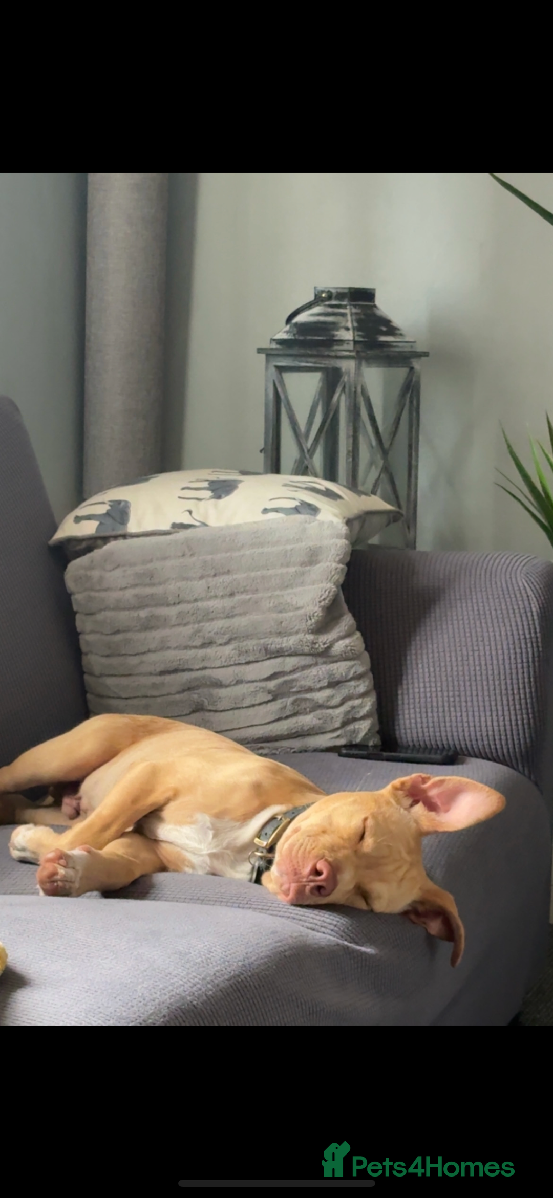 Staffordshire Bull Terrier dogs for sale: Beautiful Bailey  - Image 8