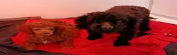 Toy Poodle dogs for sale: Toy Poodle Female Red Extensively Health Tested  - Advert 3