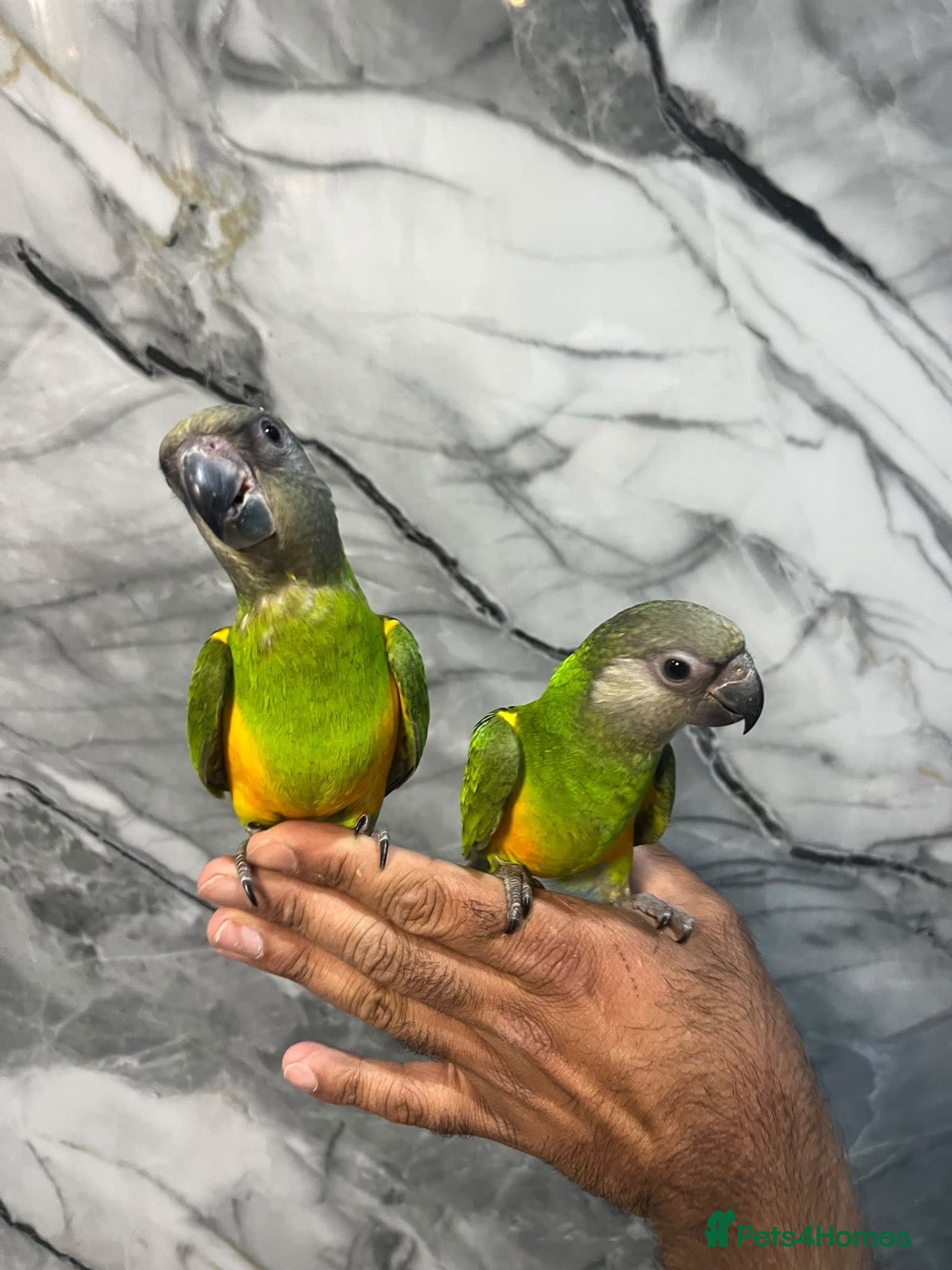 Mixed Breed birds for sale: Stunning Selection Baby HandReared Loving Parrot - Advert 2