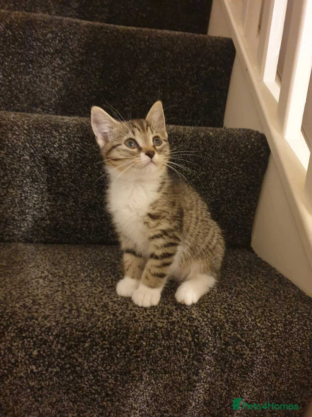 Mixed Breed cats for sale: 3 Beautiful kittens ready to leave - Advert 3