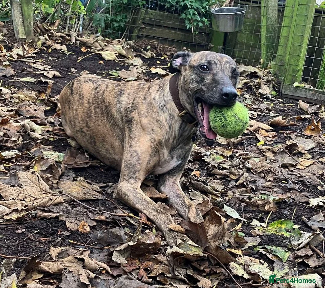 Lurcher dogs for adoption: MAX, little lurcher in rescue in Halifax - Advert 2