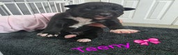 Mixed Breed dogs for sale: Saluki collie bull whippet greyhound pups - Advert 20