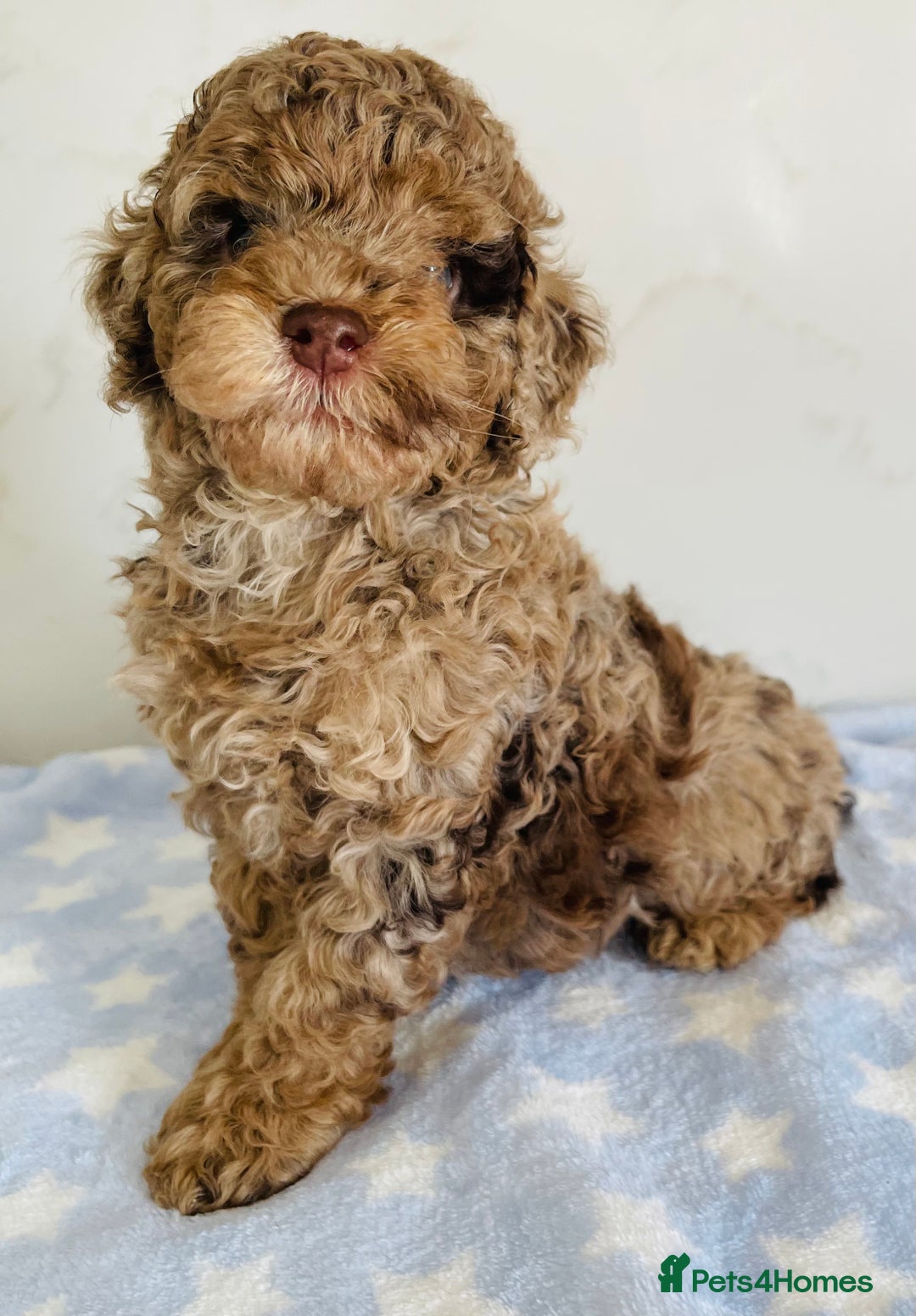 Cockapoo dogs for sale: Unique & stunning full DNA tested Cockapoo puppies - Image 12