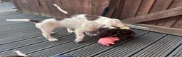 English Springer Spaniel dogs for sale: Last 3 5th Generation Liver and White ESS Puppies - Advert 9