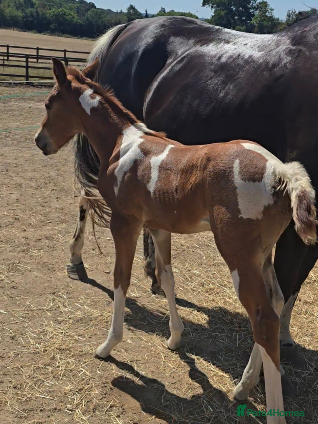 Paint horses for sale: Red Roan Tobiano Filly.   - Image 4