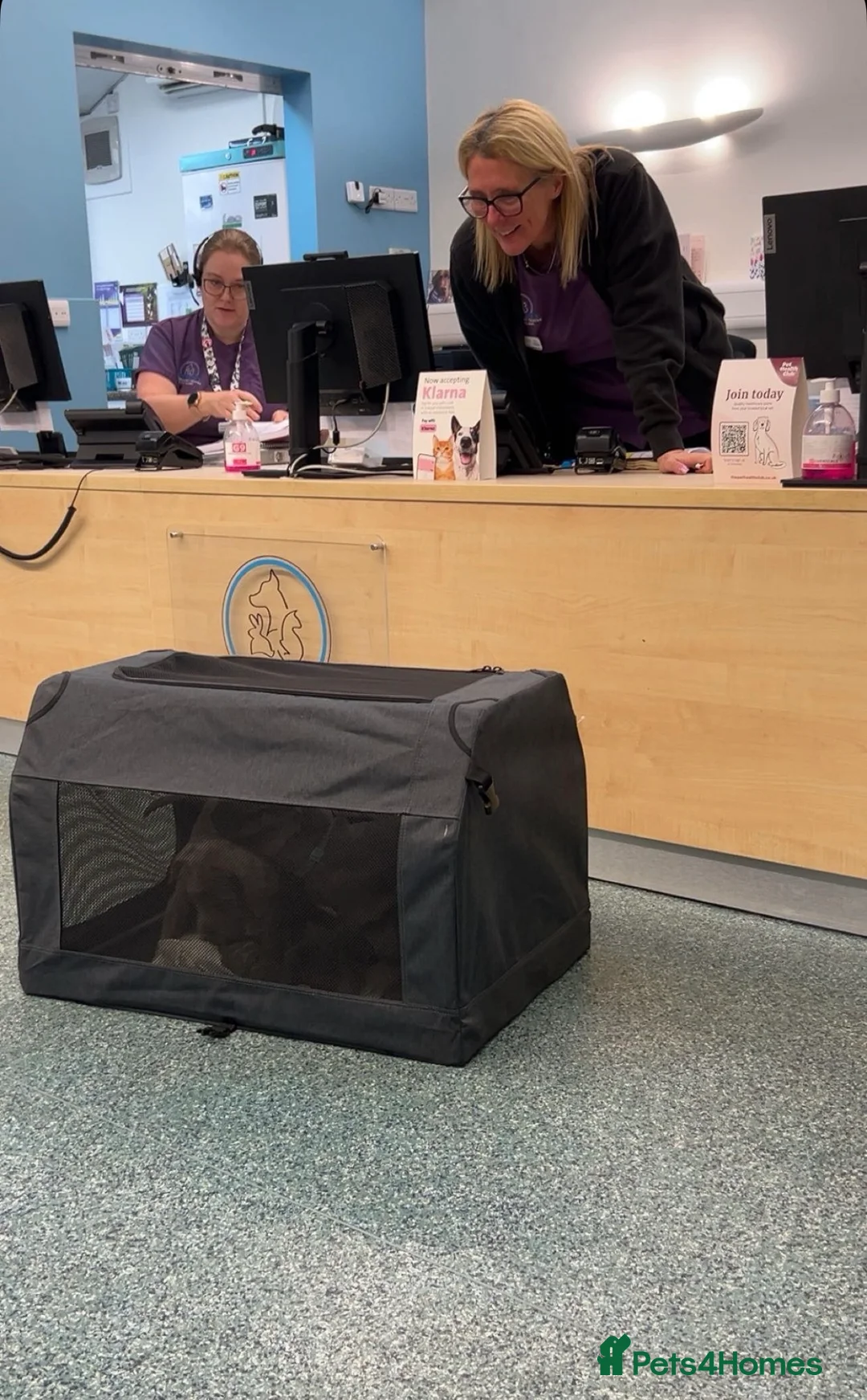 Cane Corso dogs for sale: Cane corso champion bloodline pups  - Advert 31