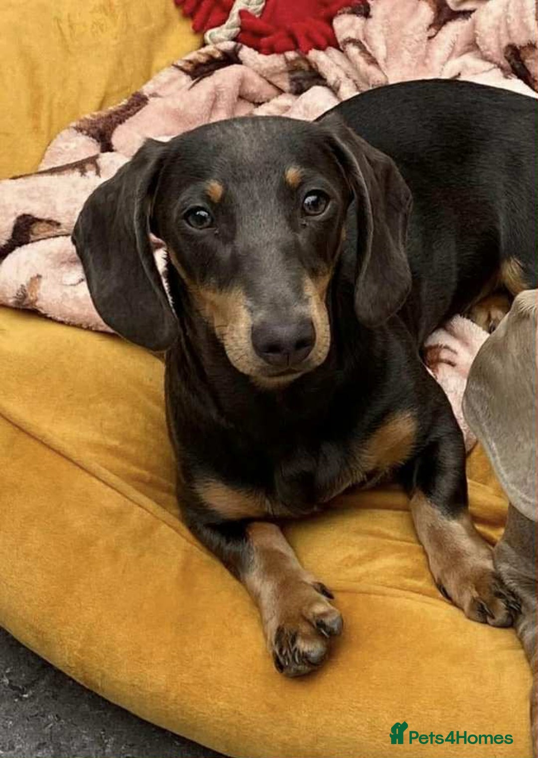 Miniature Dachshund dogs for sale: ❤️Minature Dachshunds for Sale ❤️ - Advert 2